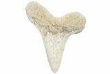 Cretaceous Ginsu Shark (Cretoxyrhina) Tooth - Kansas #211748-1